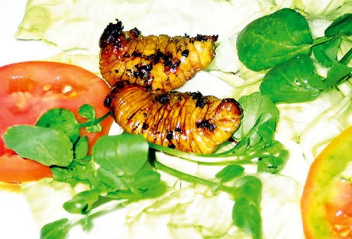 Nhung nhúc 4 loại ấu trùng mê hoặc thực khách Việt